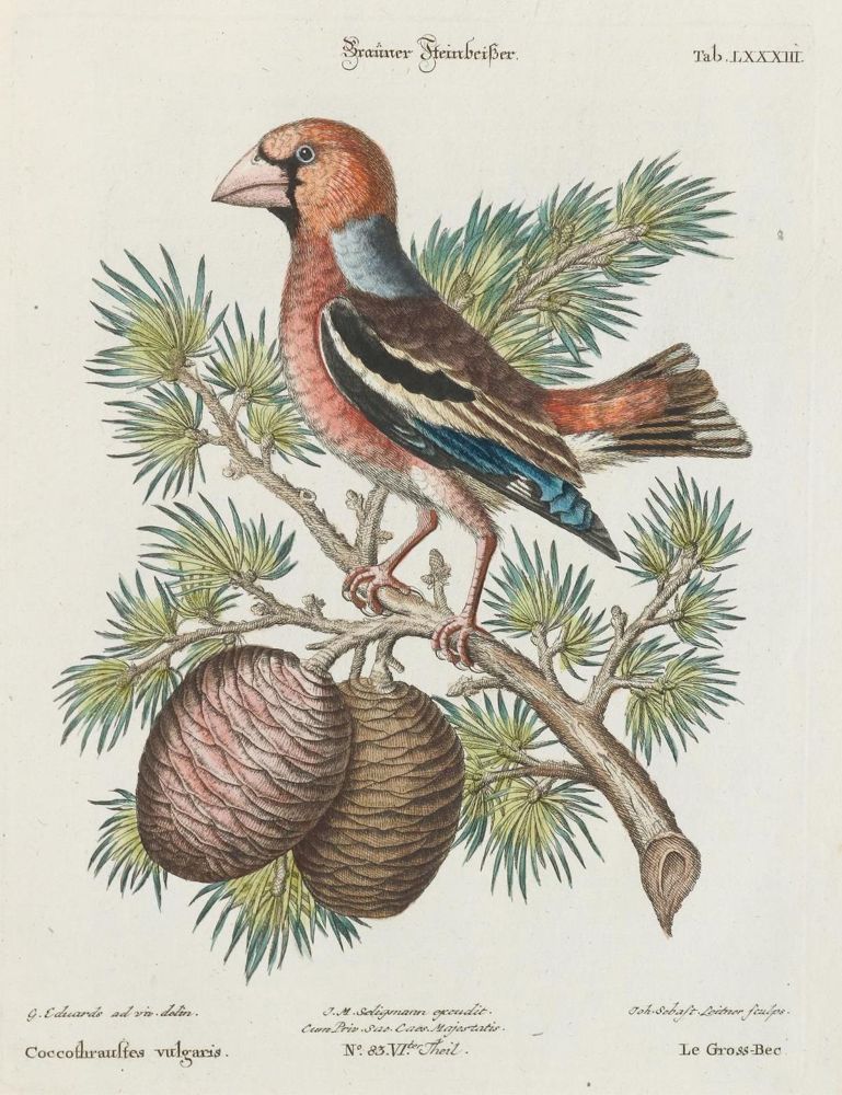 Große Abbildung Nr.1: 135-3010 Steinbeißer.: (Varia, Zoologie, Vögel)