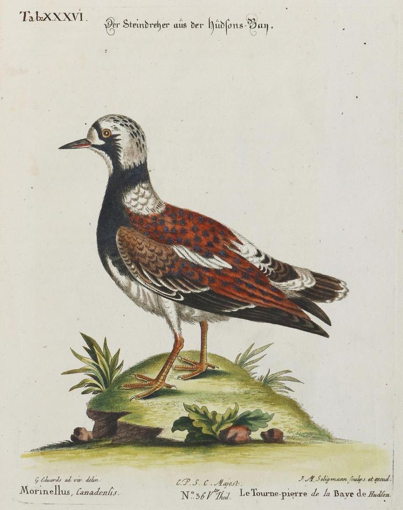 Große Abbildung Nr.1: 135-3011 Steindreher.: (Varia, Zoologie, Vögel)