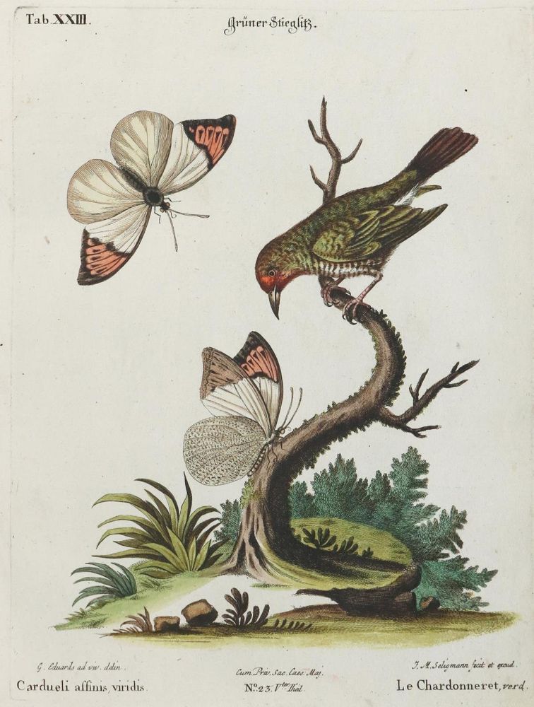 Große Abbildung Nr.1: 135-3012 Stieglitz.: (Varia, Zoologie, Vögel)