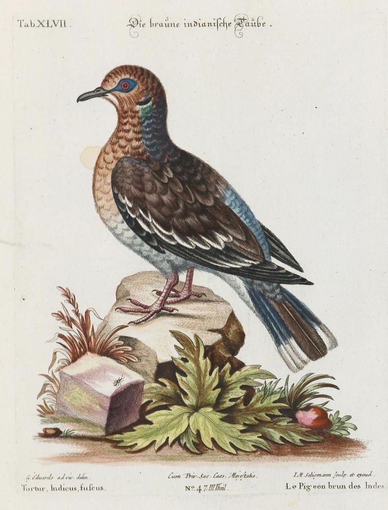 Große Abbildung Nr.1: 135-3013 Taube.: (Varia, Zoologie, Vögel)