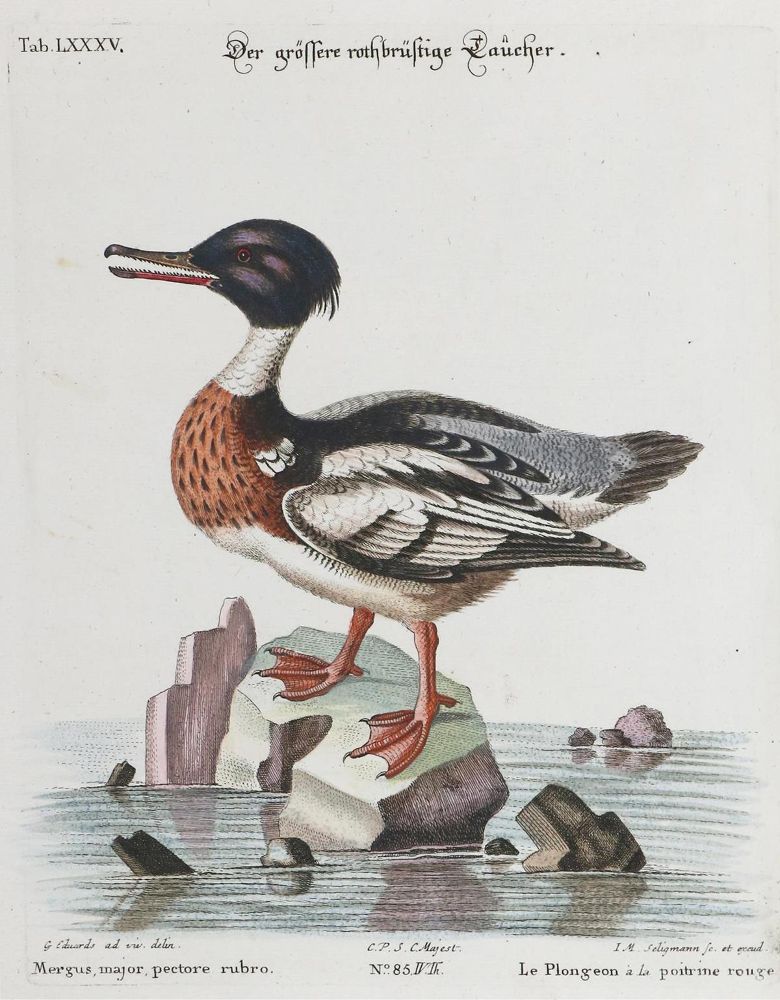 Große Abbildung Nr.1: 135-3016 Taucher.: (Varia, Zoologie, Vögel)