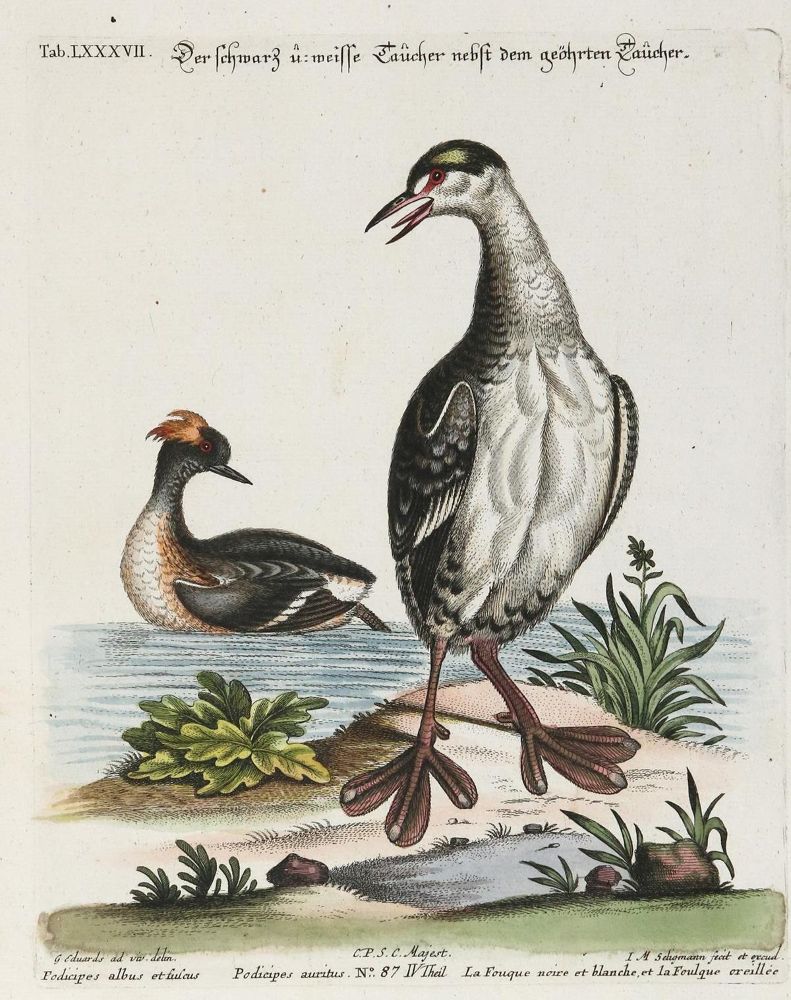 Große Abbildung Nr.1: 135-3018 Taucher.: (Varia, Zoologie, Vögel)