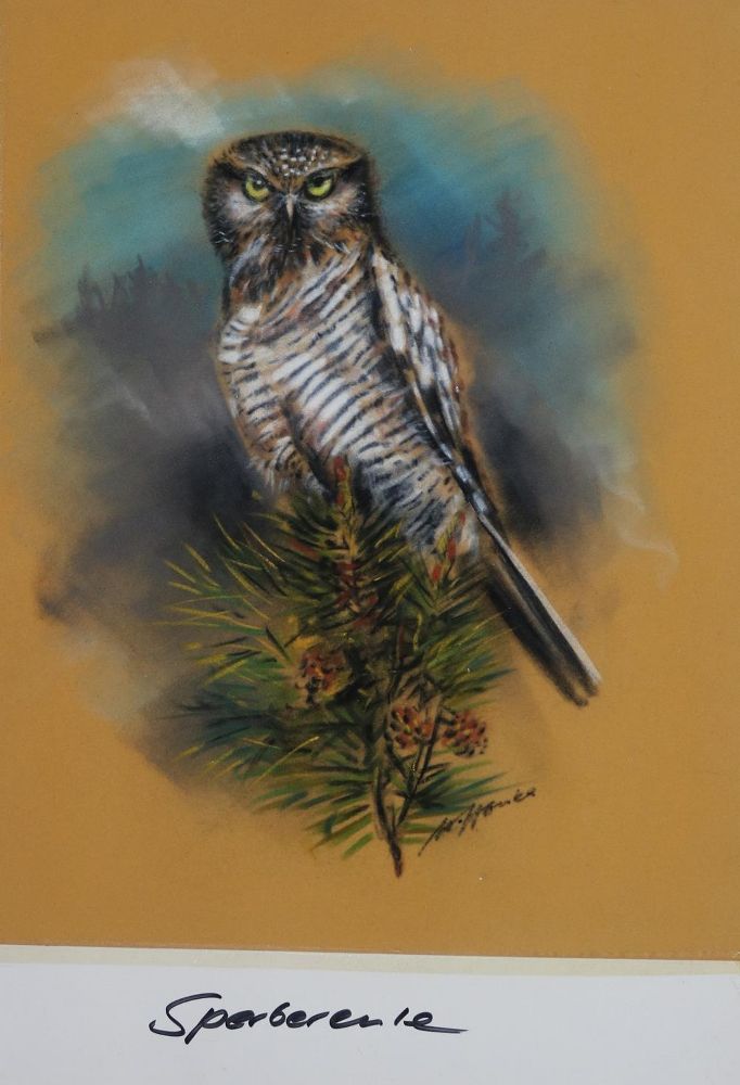Große Abbildung Nr.1: 135-3020 Vögel.: (Varia, Zoologie, Vögel)
