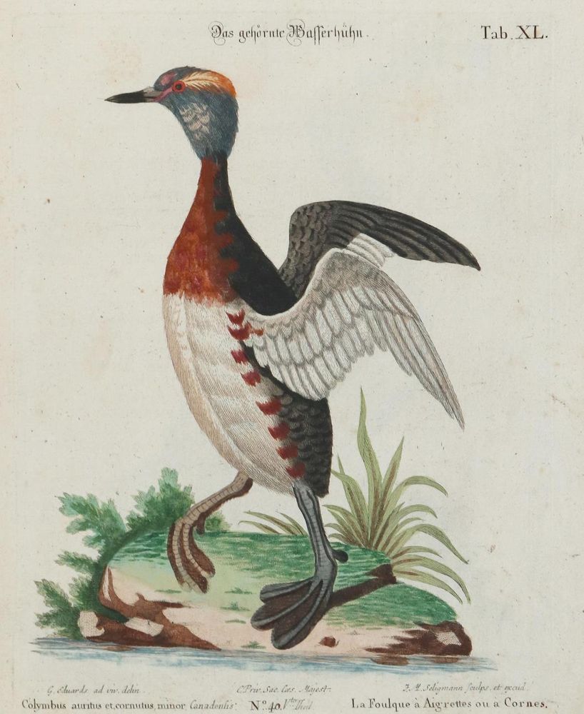 Große Abbildung Nr.1: 135-3021 Wasserhuhn.: (Varia, Zoologie, Vögel)
