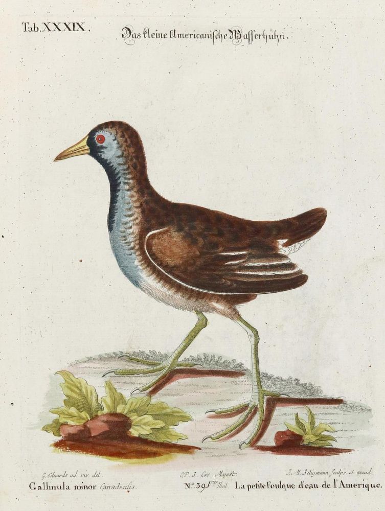 Große Abbildung Nr.1: 135-3022 Wasserhuhn.: (Varia, Zoologie, Vögel)