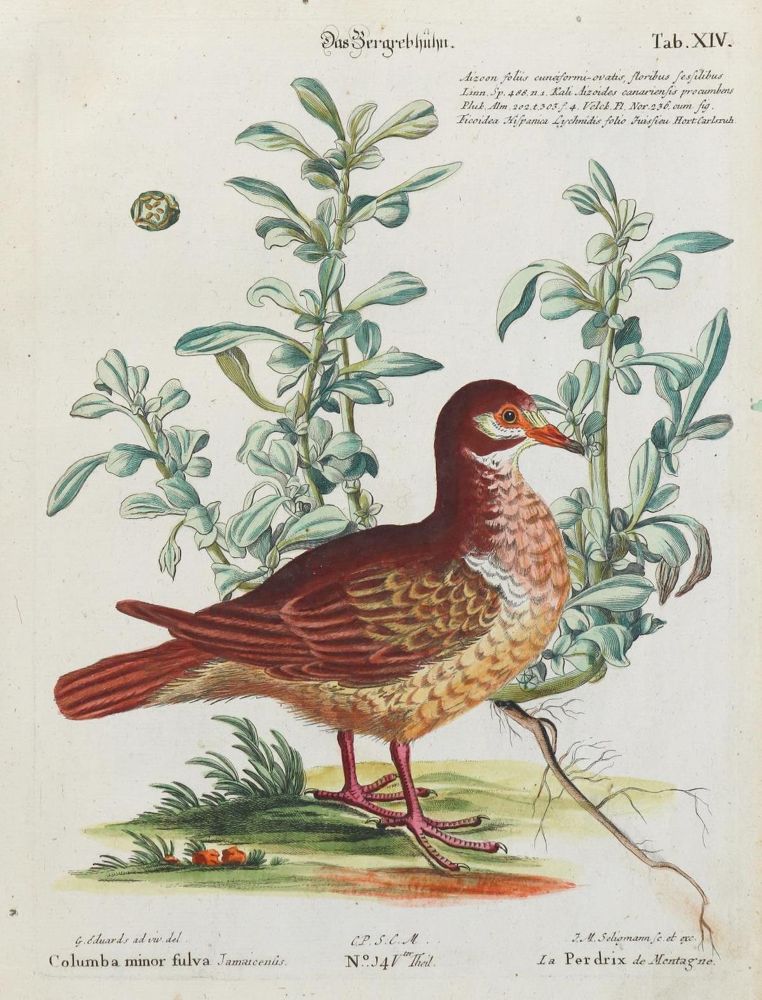 Große Abbildung Nr.2: 135-3024 Geier.: (Varia, Zoologie, Vogel)