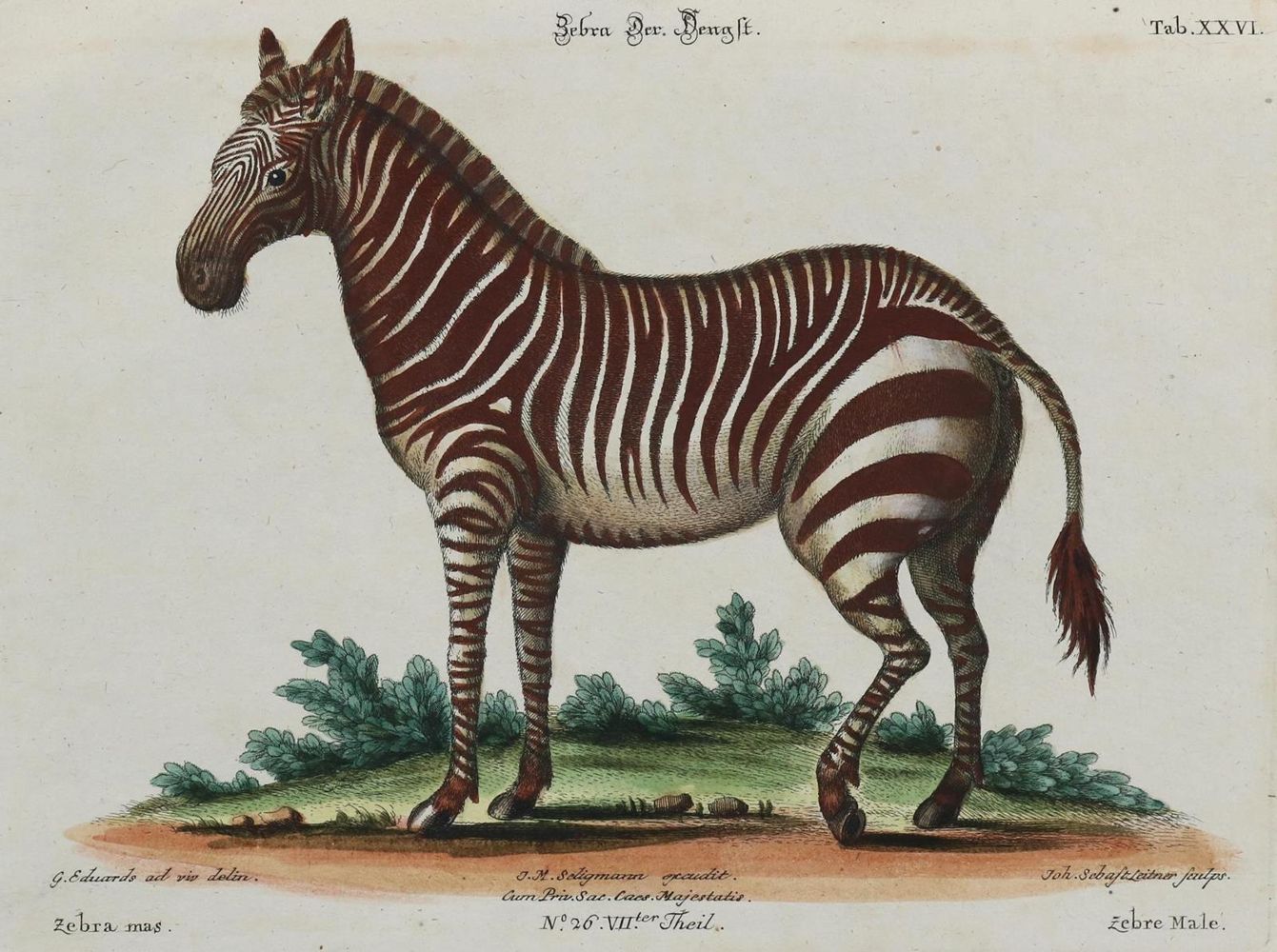Große Abbildung Nr.1: 135-3026 Zebra.: (Varia, Zoologie)