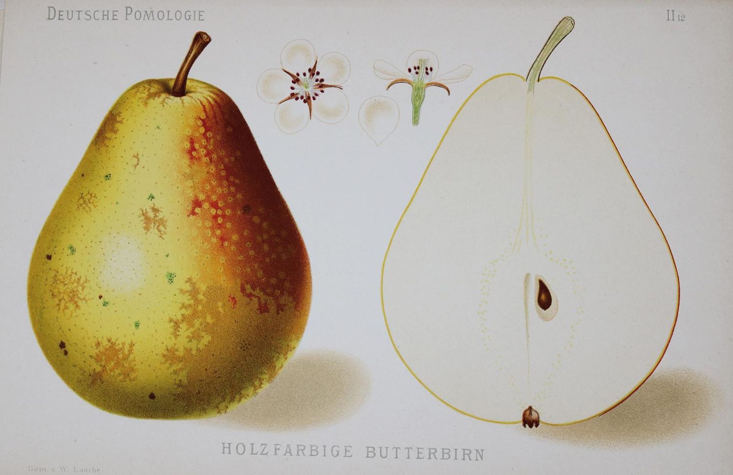 Große Abbildung Nr.2: 135-954 Lauche,W.: (Land- und Forstwirtschaft, Obstbau)