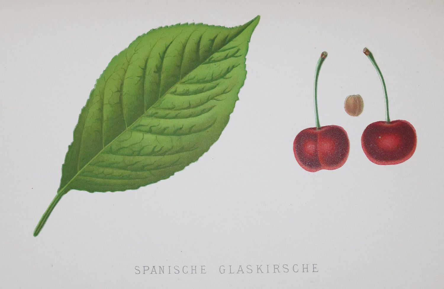 Große Abbildung Nr.3: 135-954 Lauche,W.: (Land- und Forstwirtschaft, Obstbau)