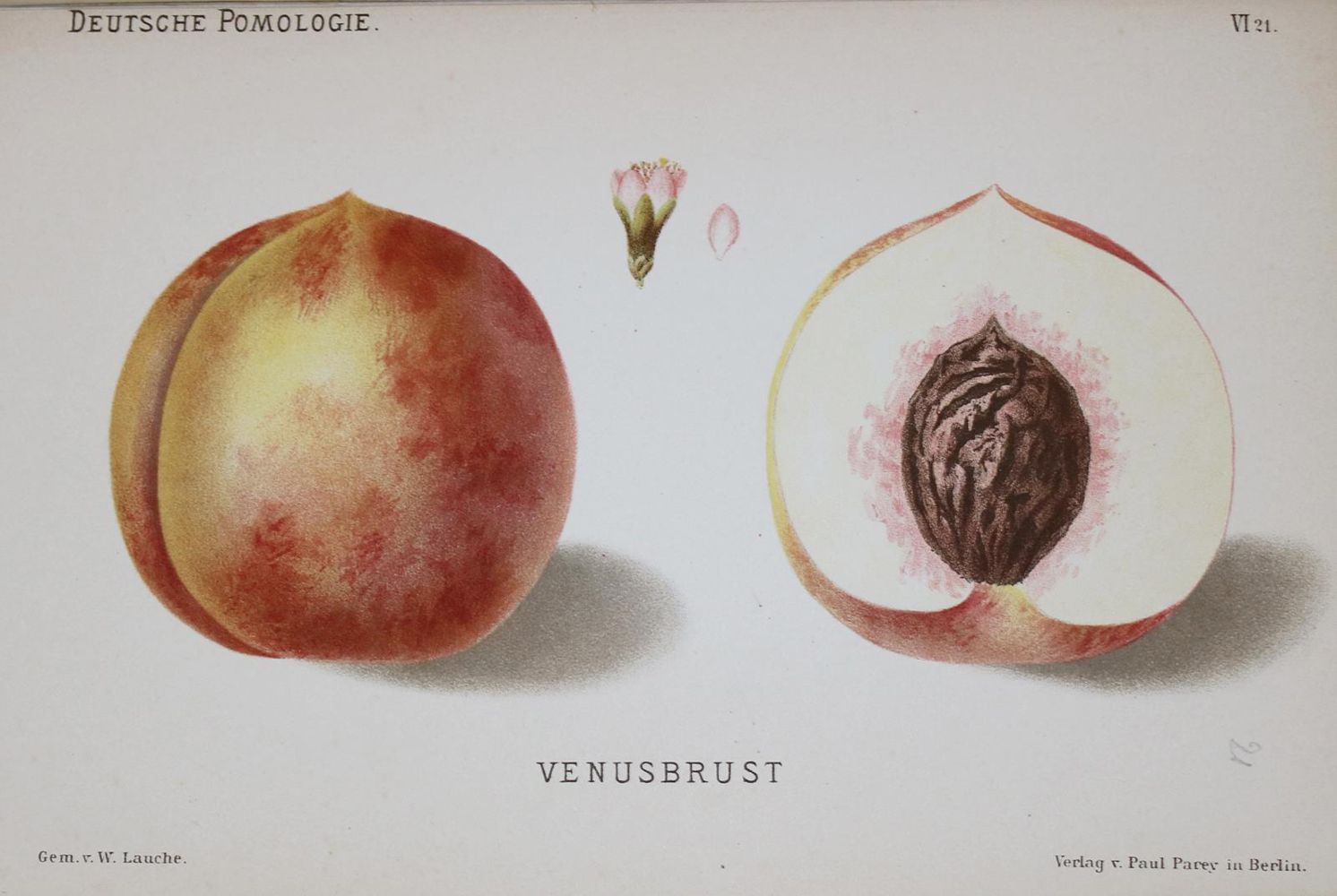 Große Abbildung Nr.4: 135-954 Lauche,W.: (Land- und Forstwirtschaft, Obstbau)