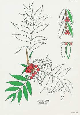 Bild Nr.1: 135-1018 Bohla,A.: (Ornamente)
