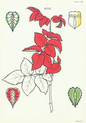 Bild Nr.3: 135-1018 Bohla,A.: (Ornamente)