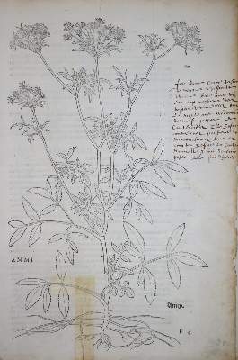 Bild Nr.1: 135-102 Fuchs,L.: (Buchholzschnitte, Botanik)
