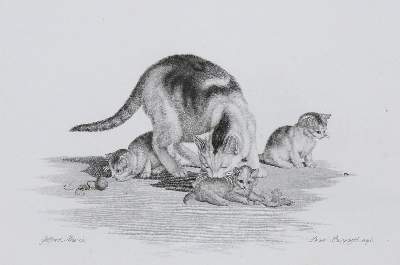 Bild Nr.2: 135-1434 Mind, Gottfried: (Literatur und illustrierte Bücher bis 19.Jahrhundert)
