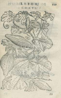 Bild Nr.2: 135-1689 Alpino, P.: (Botanik, Ägypten)