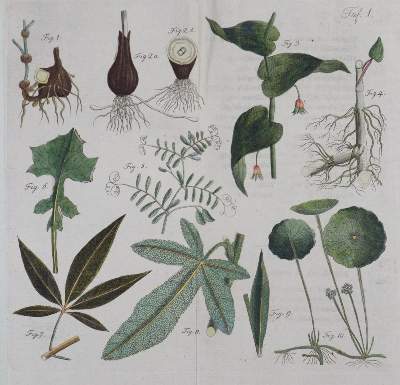 Bild Nr.1: 135-1692 Batsch,A.J.G.C.: (Botanik)