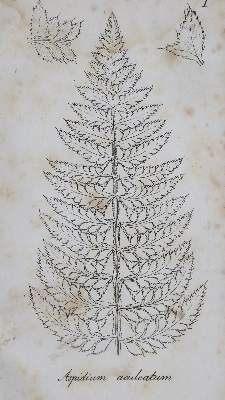 Bild Nr.1: 135-1694 Spenner,F.C.L.: (Botanik, Freiburg)