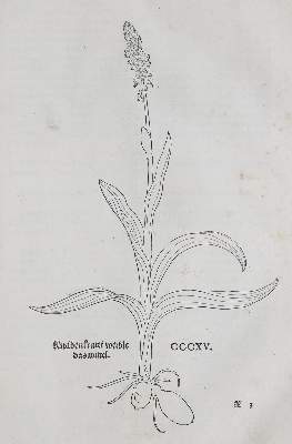 Bild Nr.1: 135-1696 (Fuchs,L.: (Botanik, Kräuterbücher)