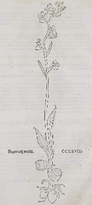 Bild Nr.2: 135-1696 (Fuchs,L.: (Botanik, Kräuterbücher)