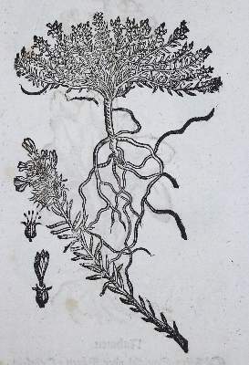 Bild Nr.4: 135-1697 Zwinger,T.: (Botanik, Kräuterbücher)