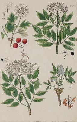 Bild Nr.2: 135-1699 Lorek,C.G.: (Botanik)