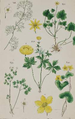Bild Nr.3: 135-1699 Lorek,C.G.: (Botanik)