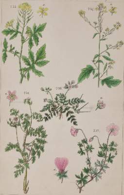 Bild Nr.4: 135-1699 Lorek,C.G.: (Botanik)