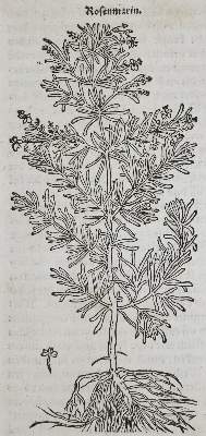 Bild Nr.1: 135-1702 (Ryff, W. H.: (Botanik)