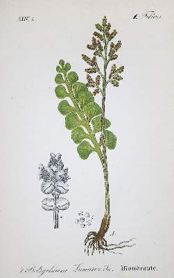 Bild Nr.1: 135-1703 Schlechtendal,D.F.L. u. L.E.Langethal: (Botanik)