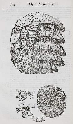 Bild Nr.2: 135-1755 Aldrovandi,U.: (Zoologie, Insekten)