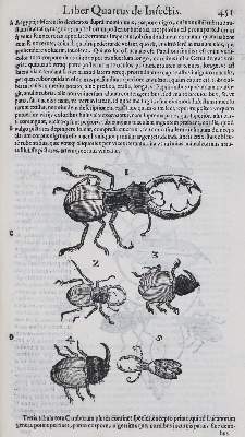 Bild Nr.3: 135-1755 Aldrovandi,U.: (Zoologie, Insekten)