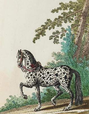 Bild Nr.1: 135-1762 Ridinger,J.E.: (Zoologie, Pferde)