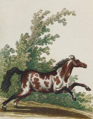 Bild Nr.14: 135-1762 Ridinger,J.E.: (Zoologie, Pferde)