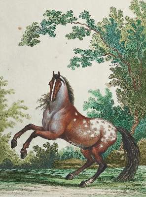Bild Nr.2: 135-1762 Ridinger,J.E.: (Zoologie, Pferde)