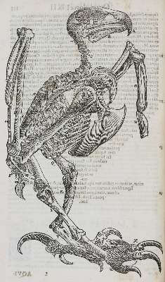 Bild Nr.2: 135-1766 Aldrovandi,U.: (Zoologie, Vögel)