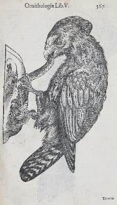 Bild Nr.3: 135-1766 Aldrovandi,U.: (Zoologie, Vögel)