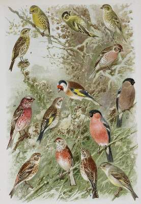 Bild Nr.2: 135-1767 Arnold, F.: (Zoologie, Vögel)