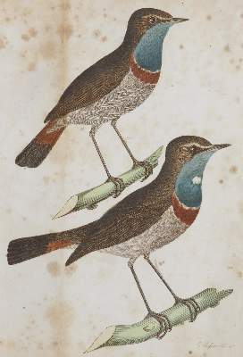 Bild Nr.1: 135-1768 Brehm,C.L.: (Zoologie, Vögel)