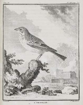 Bild Nr.1: 135-1769 (Buffon,G.L.L.de).: (Zoologie, Vögel)