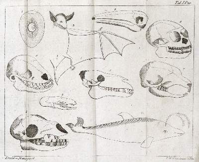 Bild Nr.3: 135-1788 Beckmann,J.: (Verschiedene Gebiete - Varia)