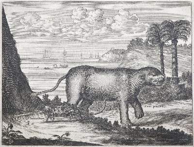 Bild Nr.1: 135-1878 Dapper,O.: (Afrika)
