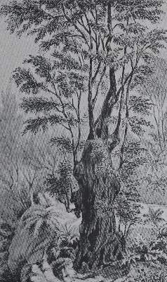 Bild Nr.1: 135-2323 Christ,H.: (Verschiedene Länder - Geschichte, Kanarische Inseln)