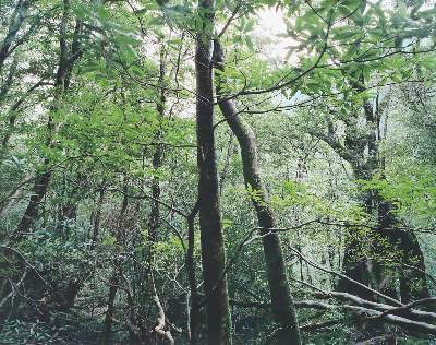 Bild Nr.1: 135-2606 Struth, Thomas: (Photographie)