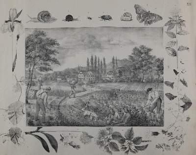 Bild Nr.3: 135-2615 Landwirtschaft.: (Varia, Anschauungsbilder)