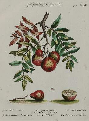 Bild Nr.1: 135-2646 Apfel.: (Varia, Botanik)