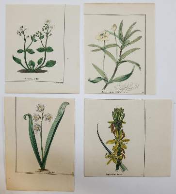 Bild Nr.3: 135-2647 Blumen.: (Varia, Botanik)