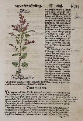 Bild Nr.1: 135-2648 Bock,H.: (Varia, Botanik)