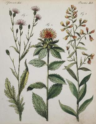 Bild Nr.4: 135-2651 Konvolut: (Varia, Botanik)