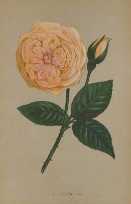 Bild Nr.1: 135-2653 Rosen.: (Varia, Botanik)