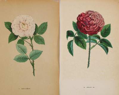 Bild Nr.2: 135-2653 Rosen.: (Varia, Botanik)